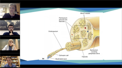 Nerve Injuries in the Upper Limb
